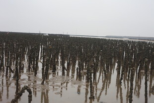海边林立的红树林桩