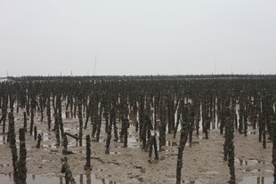 滩涂中的枯木桩景观