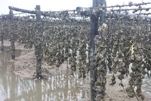 水产养殖场景中的牡蛎架