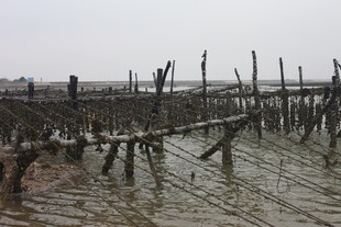 海边木桩立于滩涂之上