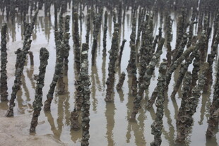 红树林湿地景观