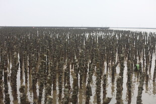 海上林立的木桩景观