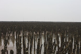 湿地中的林立枯木景象