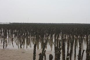 海边林立的黑色木桩景观