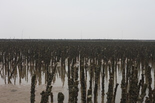 海边林立的木桩景观