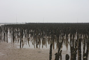 海边林立的木桩景观