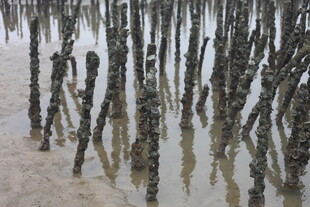 海滩上的密集木桩景观