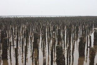 海上林立的养殖桩柱