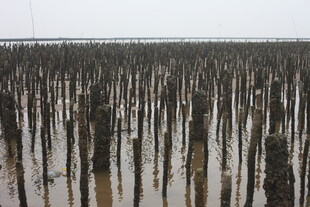 海上林立的木桩景观