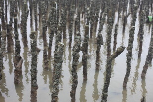红树林湿地景象