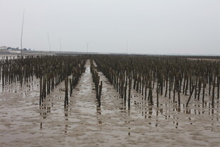 滩涂中的林立木桩景观