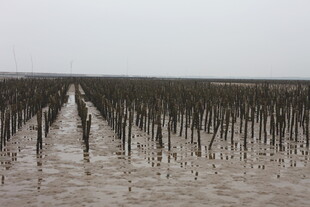 海上林立的养殖桩架