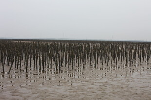 海边滩涂的林立木桩