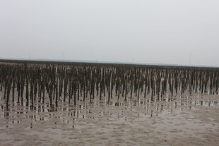 滩涂木桩景观
