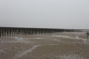 海边滩涂的木桩景观