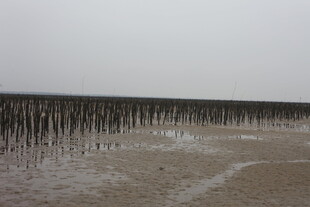 海边林立的木桩景观