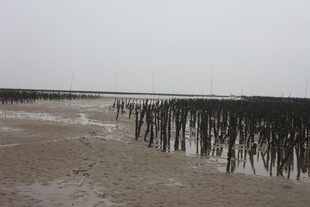 海边滩涂的木桩景观