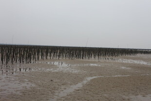 海边滩涂的木桩景观