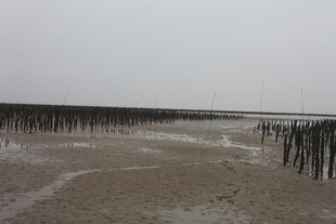 海边滩涂木桩景观