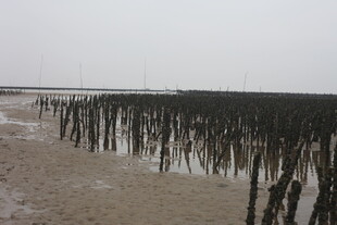 海边林立的黑色木桩景观