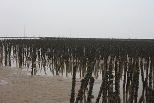 海边红树林景观