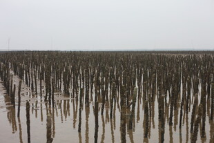 水中林立的植物根茎景观