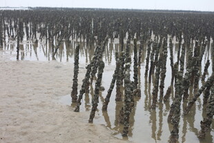 海滩上林立的黑色木桩