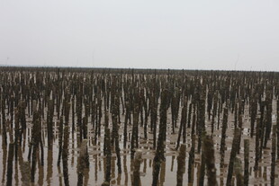 海上林立的养殖木桩