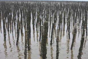 水上林立的木桩景观