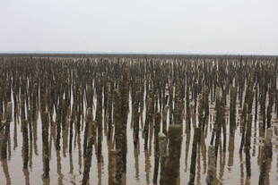 海上林立的木桩景观
