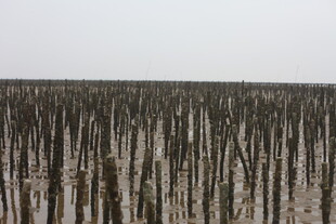 枯木林立的荒凉湿地景观