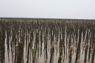 海边林立的木桩景观