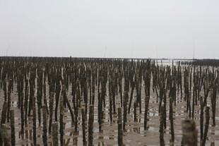 海边林立的木桩景观