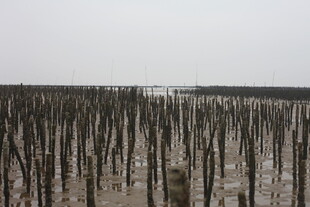 海边林立的木桩景观