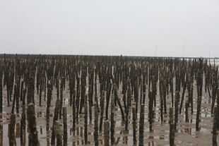 海边林立的黑色木桩景观