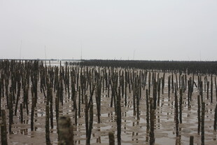 海边林立的木桩景观