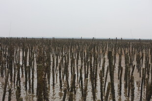 海边林立的红树林景观