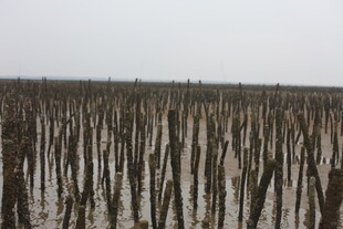 水上林立的细长木桩景观