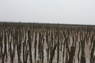 枯树林立的荒凉景象