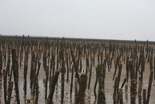 滩涂林立的枯木桩景观