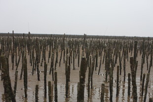 海边林立的木桩景观