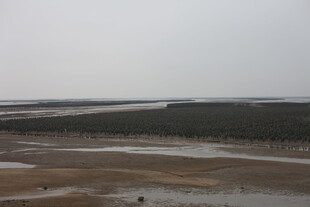 蚝场涂湿地景观