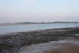 宁静水边滩涂景色