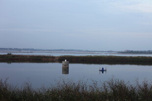 宁静湖面的水鸟与木桩
