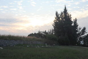 日落时分的草地与树木