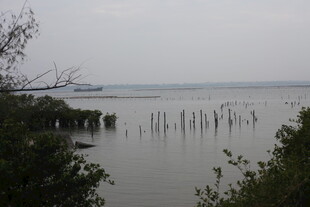 湖畔树木与水中桩景