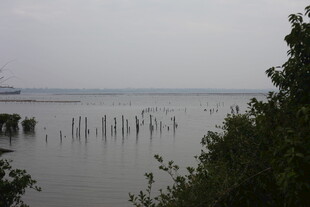 湖畔木桩与葱郁植被景观