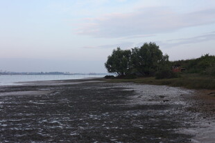 黄昏下的河岸湿地景观