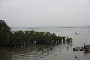 海边红树林景观