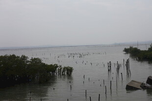水上红树林景观